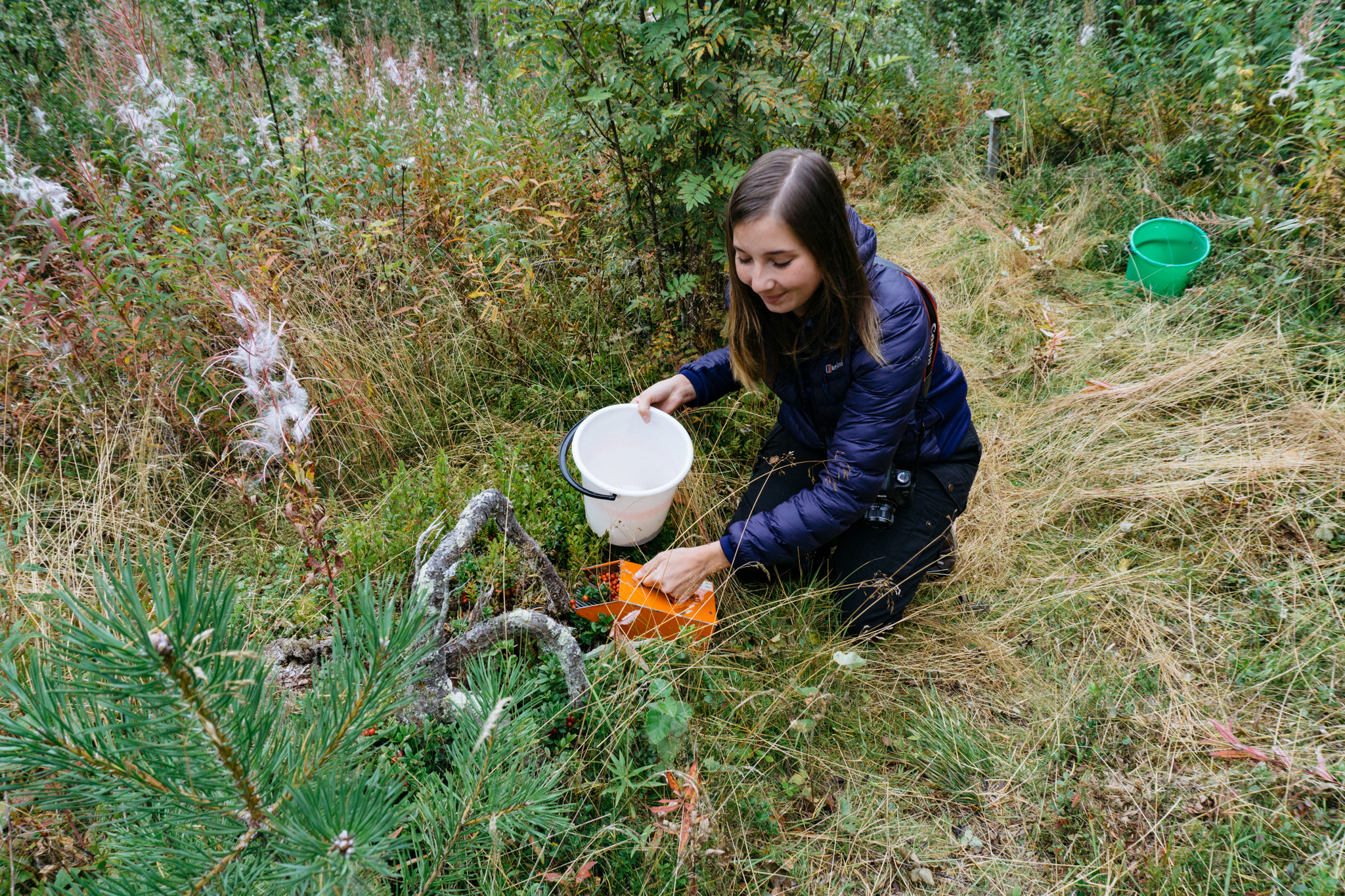 Lingonberry picking Sweden